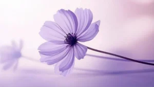 kinésiologie gestion du stress et des émotions toulouse