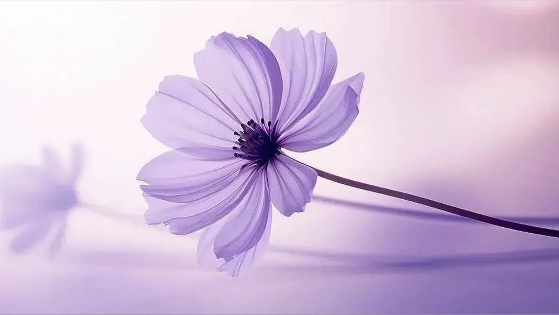 kinésiologie gestion du stress et des émotions toulouse